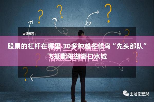 股票的杠杆在哪里 30多种越冬候鸟“先头部队”飞抵鄱阳湖湖口水域